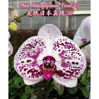 Орхiдея Phal. Miki Japanese Pearl 85 1,7 - купити, доставка Україна